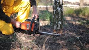 Best Stump Grinding and Removal  in Santa Rosa, CA