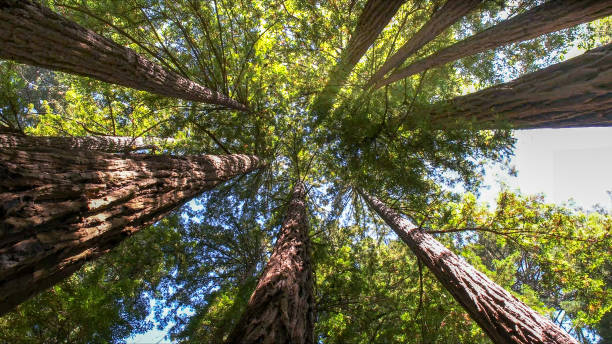Best Weed Control  in Santa Rosa, CA