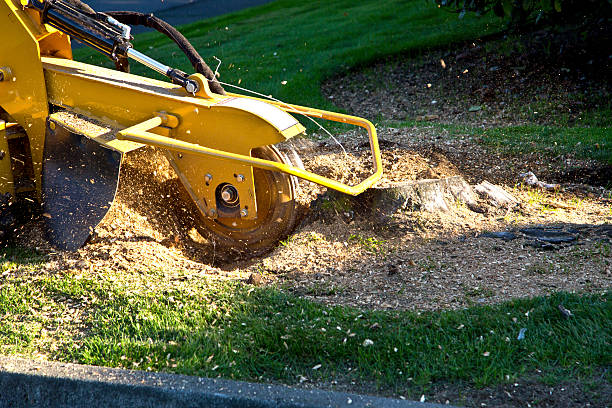 Best Lawn Renovation and Restoration  in Santa Rosa, CA